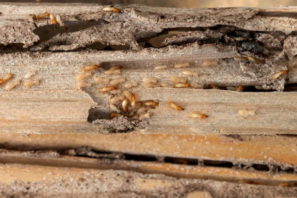 Best Rodent Control Near Me  in Childress, TX