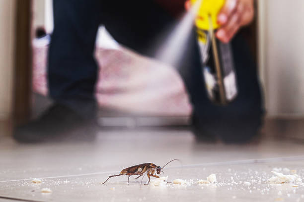 Best Flea Control Services  in Childress, TX